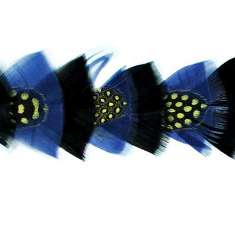 P4020 Black & Blue Feather Trim Pre-Cut 36"